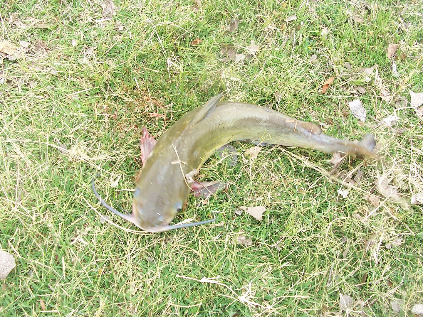 Cowgirl's Country Life Fried CatfishnHushpuppy Time